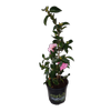 2L Camellia Plantation Pink - Camellia sasanqua Plantation Pink