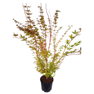 10L Japanese Maple - Acer palmatum Sango-kaku