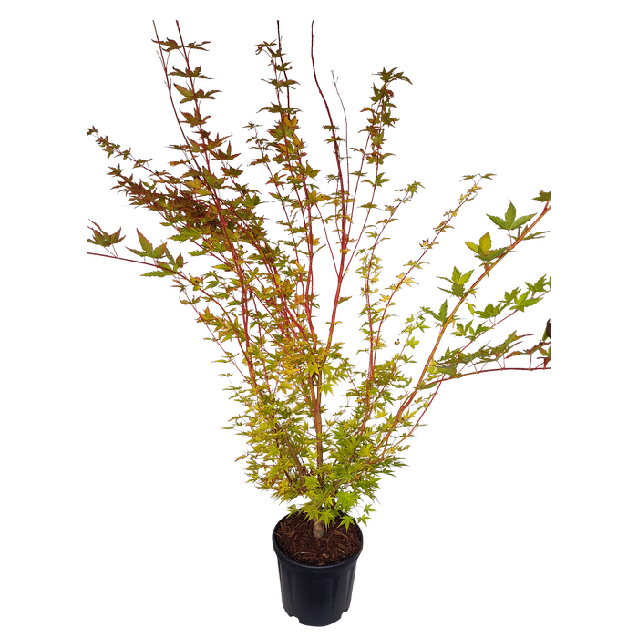10L Japanese Maple - Acer palmatum Sango-kaku