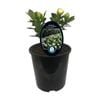 1.9L Gardenia Crown Jewels - Gardenia jasminoides