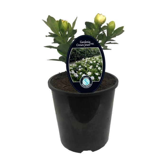 1.9L Gardenia Crown Jewels - Gardenia jasminoides