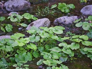 Wasabi plants growing among rocks beside water