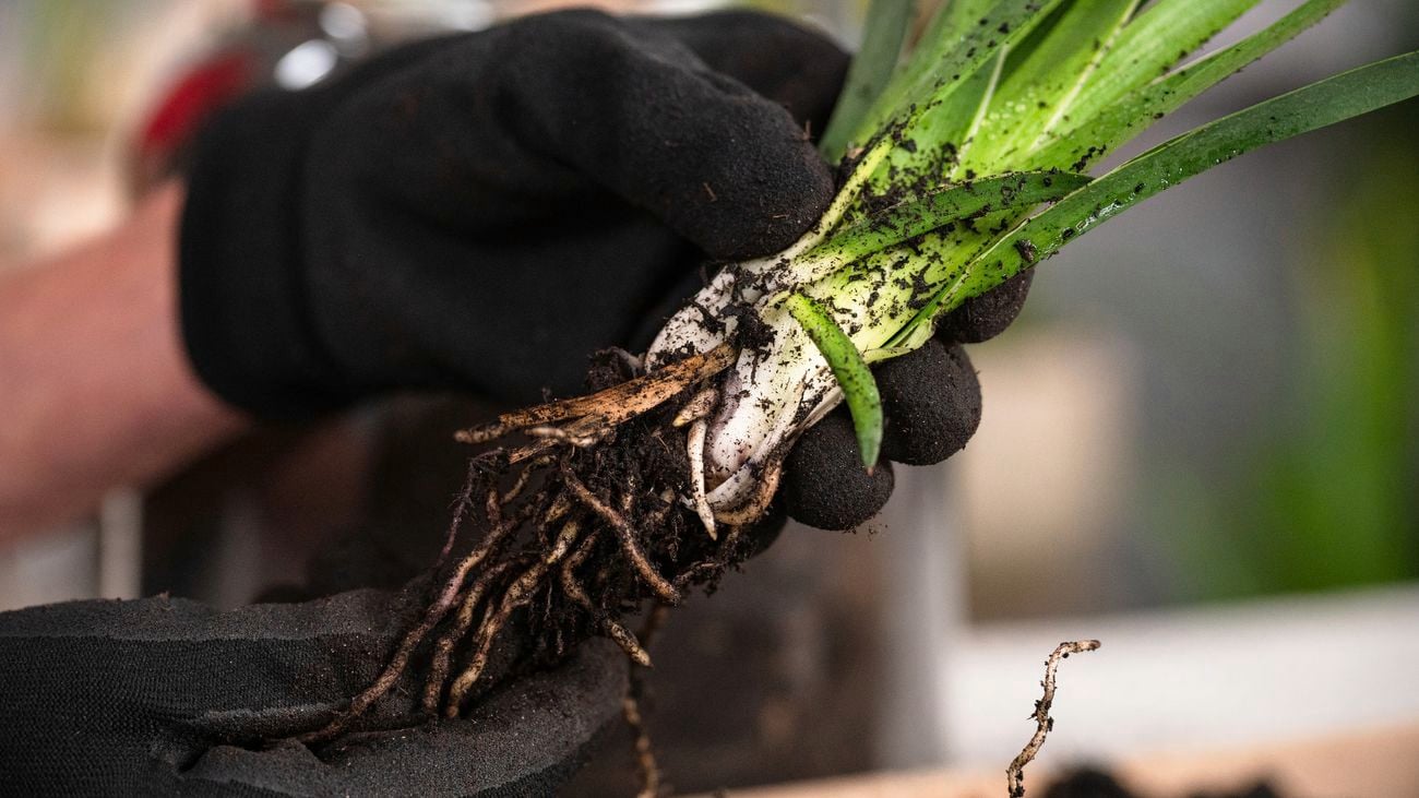 Propagating Kangaroo Paw plants