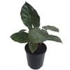 70mm Yucatan Princess - Alocasia sarawakensis