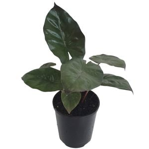 70mm Yucatan Princess - Alocasia sarawakensis