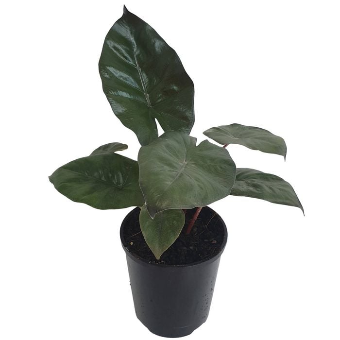 70mm Yucatan Princess - Alocasia sarawakensis