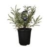 3.5L Sophora Dragons Gold - Sophora molloyi Dragons Gold