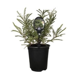 3.5L Sophora Dragons Gold - Sophora molloyi Dragons Gold