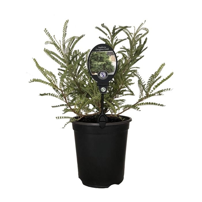 3.5L Sophora Dragons Gold - Sophora molloyi Dragons Gold