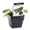 100mm Zucchini Black Jack - Cucurbita pepo Hybrid - Floriana Gourmet Gardner