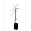 15L Maple - Acer p. Dis. Viridis
