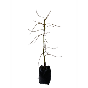 15L Maple - Acer p. Dis. Viridis