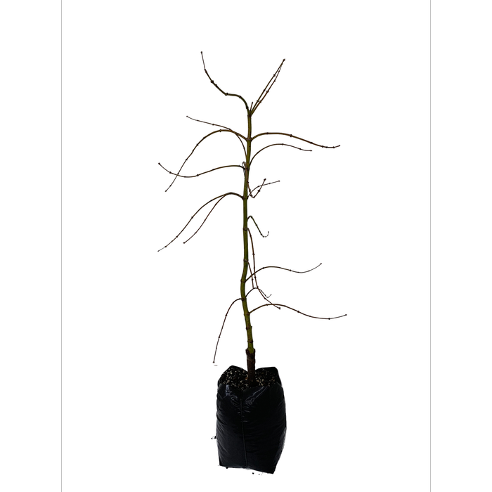 15L Maple - Acer p. Dis. Viridis