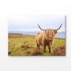 Scottish Highland Cow on Field Print 100% Australian Made 180x120cm (Stretched Canvas)