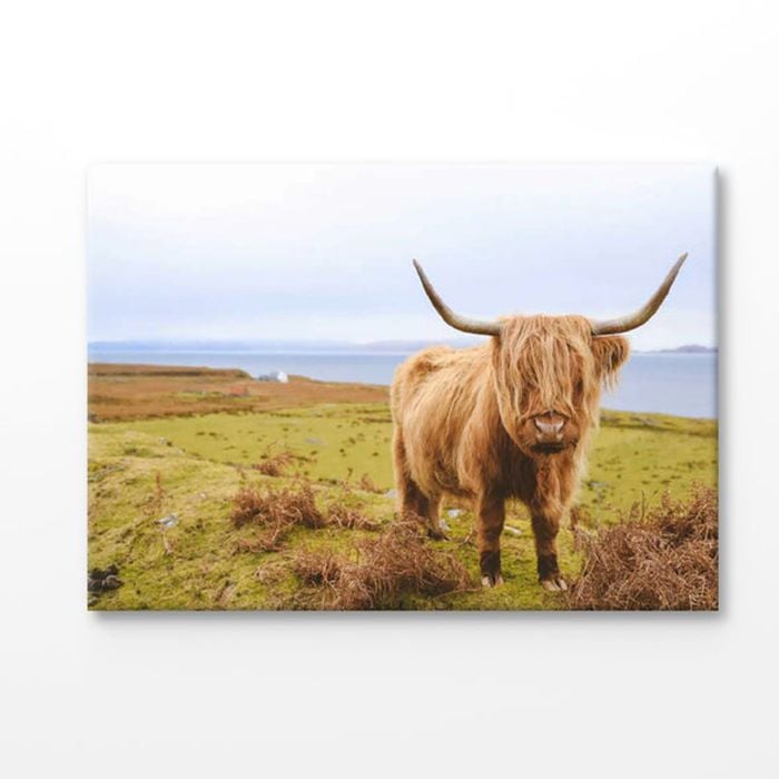 Scottish Highland Cow on Field Print 100% Australian Made 180x120cm (Stretched Canvas)