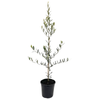 200mm Athena's Choice Olive Tree - Olea europaea