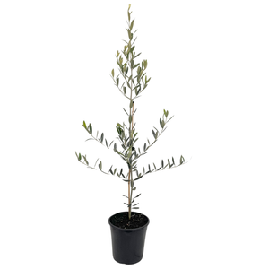 200mm Athena's Choice Olive Tree - Olea europaea