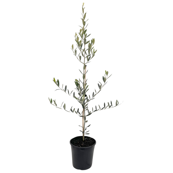 200mm Athena's Choice Olive Tree - Olea europaea