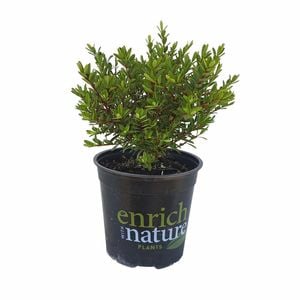 170mm Hebe Beverley Hills - Hebe