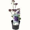 140mm Blue Statice - Limonium perezii Blue