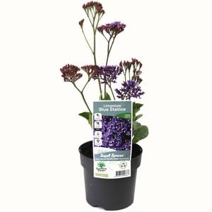 140mm Blue Statice - Limonium perezii Blue