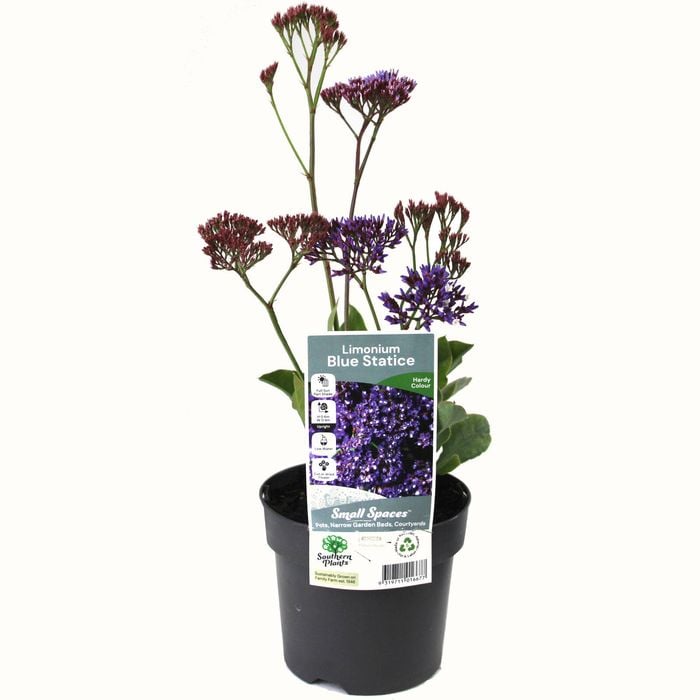 140mm Blue Statice - Limonium perezii Blue