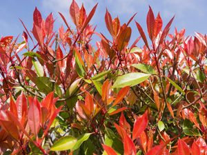 wide shot of red a photinia plant against a blue sky