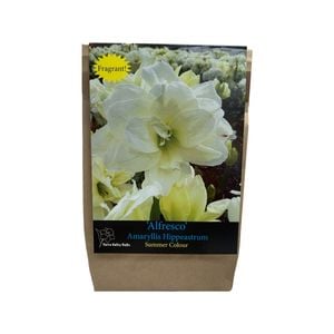 Yarra Valley Bulbs Hippeastrum Alfresco - 1 Pack