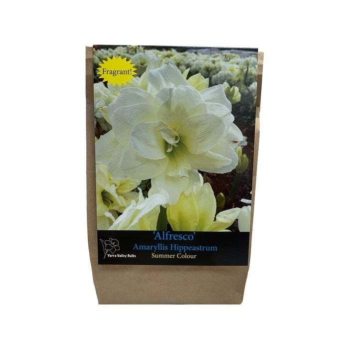 Yarra Valley Bulbs Hippeastrum Alfresco - 1 Pack