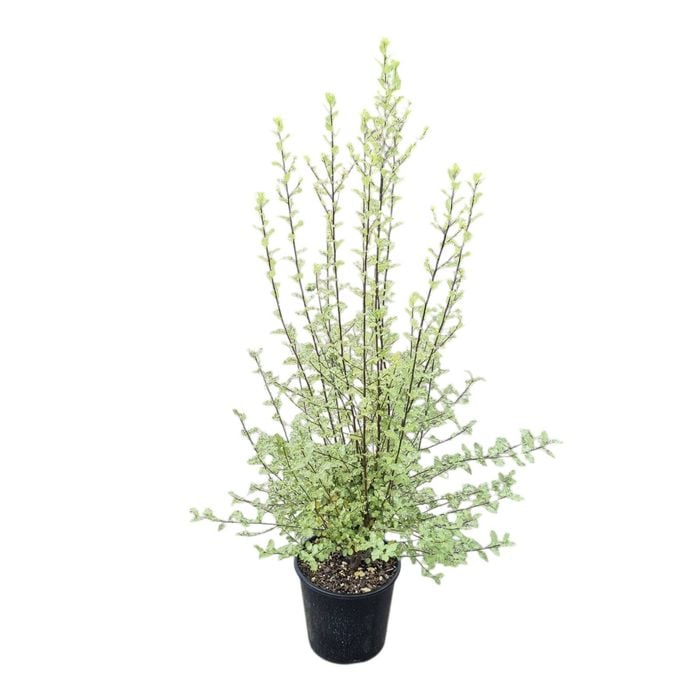 6L Kohuhu - Pittosporum tenuifolium Wrinkle Blue