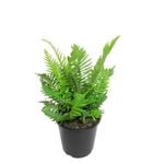 2.4L Silver Lady Fern - Blechnum gibbum