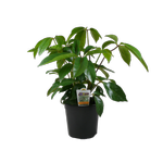 170mm Assorted Specimen Plants