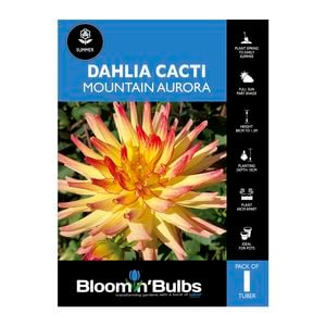 Bloomin' Bulbs Dahlia Mountain Aurora - 1 Pack