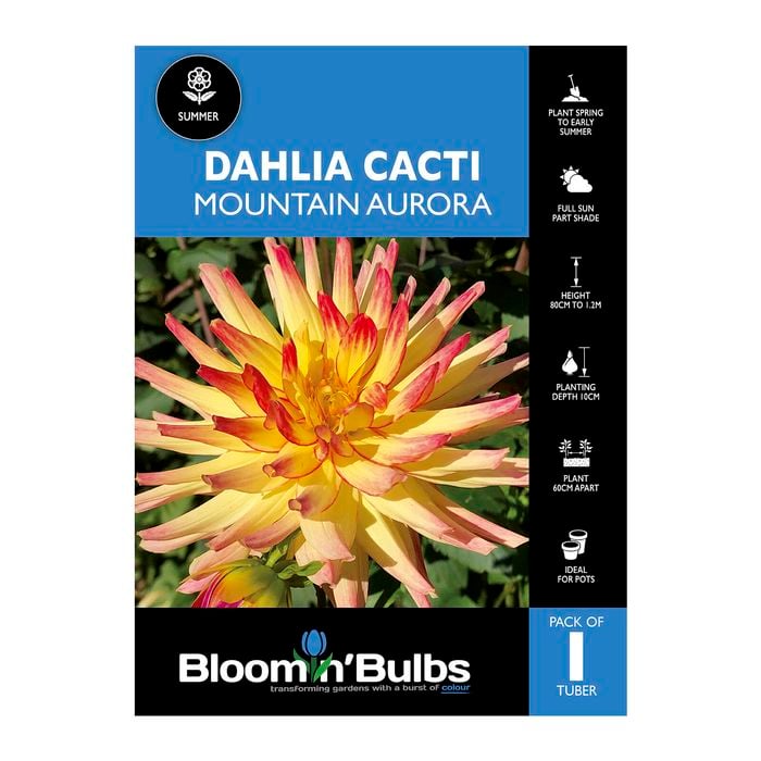Bloomin' Bulbs Dahlia Mountain Aurora - 1 Pack