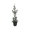 10L Feijoa Opal Star