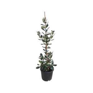 10L Feijoa Opal Star