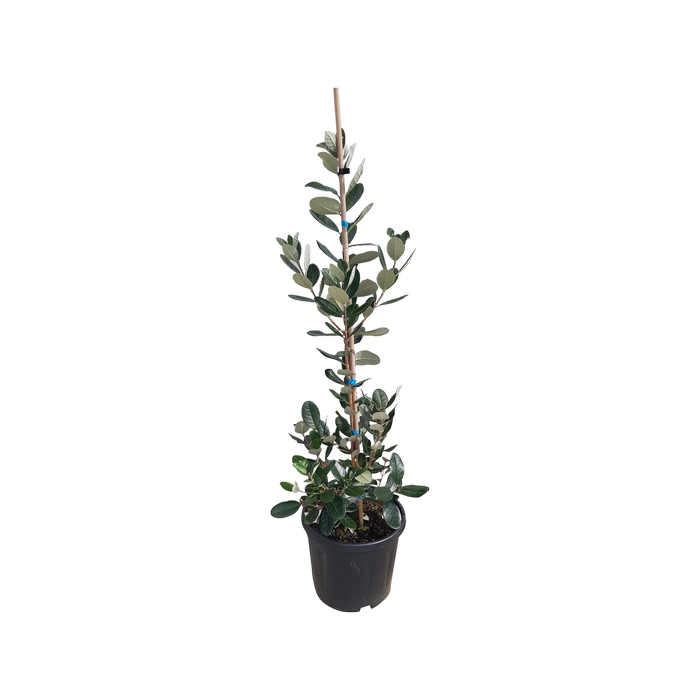 10L Feijoa Opal Star