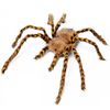 Incy Wincy Spider Extra Large Halloween Decoration