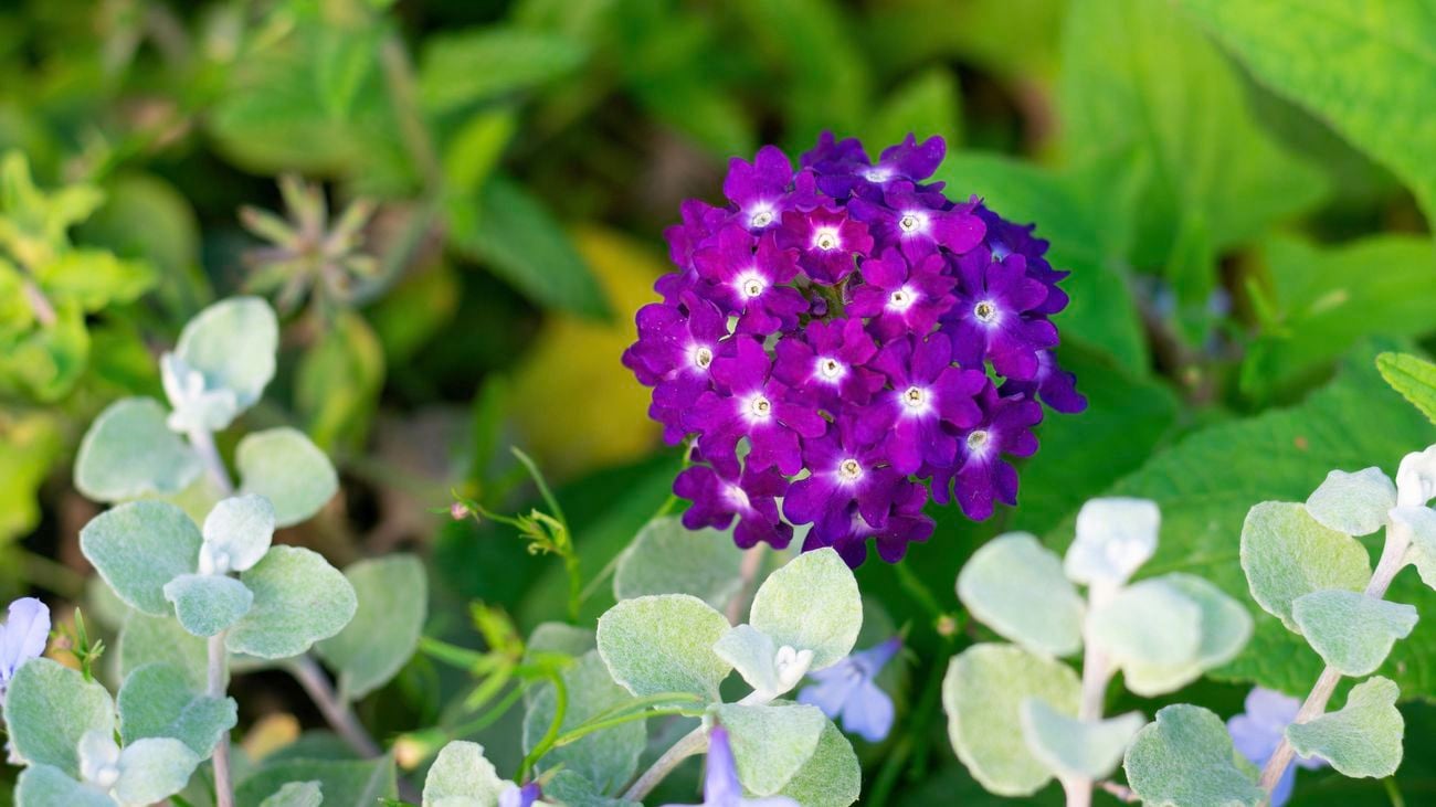 A purple and white verbena flower