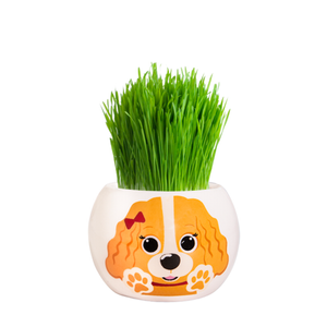 Mr Fothergill's Cavalier Puppy Grass Hair Kit