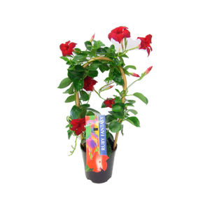 150mm Ruby Fantasy - Mandevilla