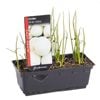 Onion White Globe Punnet - Allium cepa