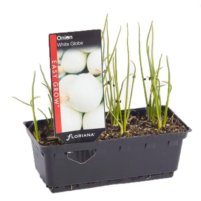 Onion White Globe Punnet - Allium cepa