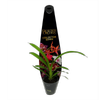60mm Designer Collector Series - Cymbidium Orchids