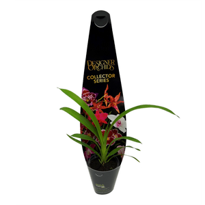 60mm Designer Collector Series - Cymbidium Orchids
