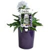 140mm Campanula glomerata Genti White
