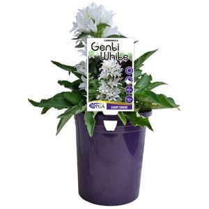 140mm Campanula glomerata Genti White
