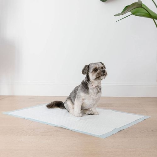 Paws Claws 90 x 60cm Dry Puppy Nights Pet Training Pads 10 Pack Bunnings Australia