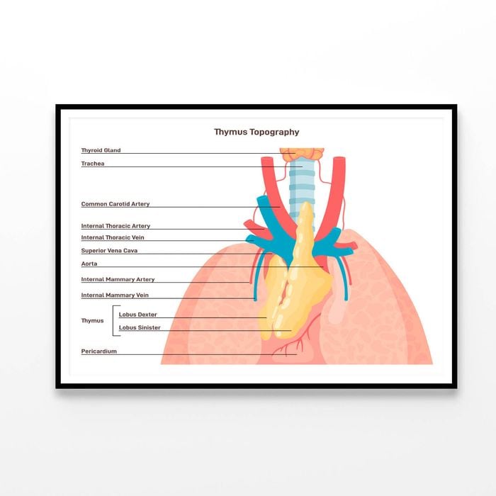 Thymus Anatomy and Blood Supply  Print 100% Australian Made 120x90cm  (Poster)