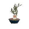 180mm Bonsai in Ceramic Pot - Olea europaea